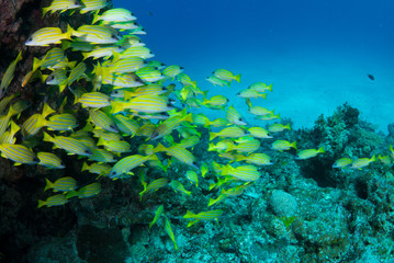 ヨスジフエダイの群れ