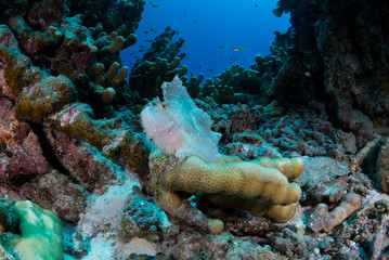 ハダカハオコゼ