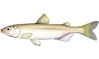 シシャモ　イラスト　ベクター