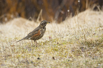 Redwing on the grass