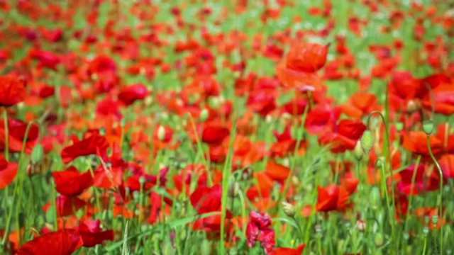 Huge field of blossoming poppies. Poppy field.Field of blossoming poppies. Blossoming poppies .close up of moving poppies. Countryside, Rural, Rustic Summer Landscape, Background