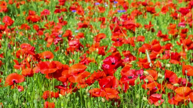 Huge field of blossoming poppies. Poppy field. Field of blossoming poppies. Blossoming poppies. close up of moving poppies. Countryside, Rural, Rustic Summer Landscape, Background