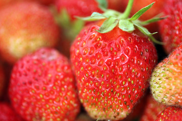 crop of strawberries