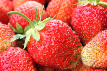 crop of strawberries