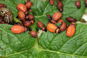 invasion of Colorado potato beetle