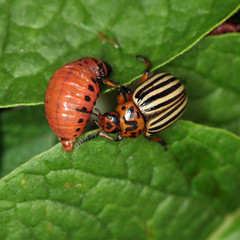 striped pests