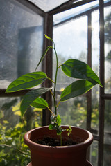 young plant in greenhouse