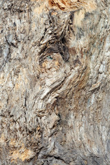 texture of an old tree