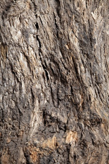 texture of an old tree
