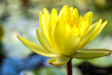close up yellow lotus