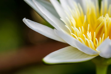 close up White Yellow Lotus flower