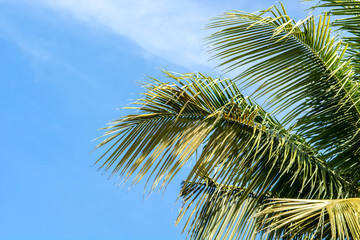 Palm leaves on sky for background