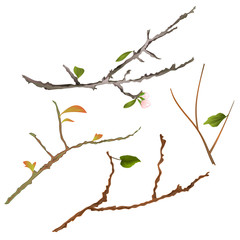 Branch various Sprigs twig tree and bush vector illustration