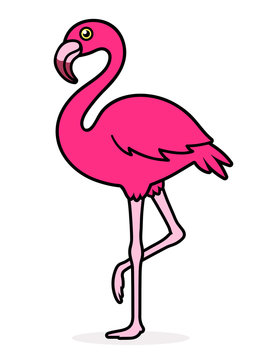 Flamingo Over White Background