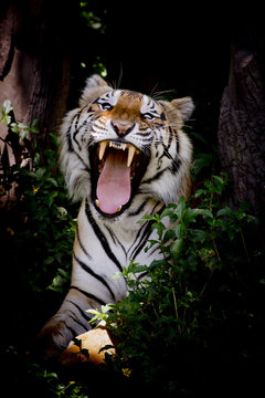 Tiger looking his prey and ready to catch it