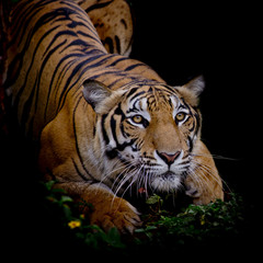Tiger sucht seine Beute und ist bereit, sie zu fangen