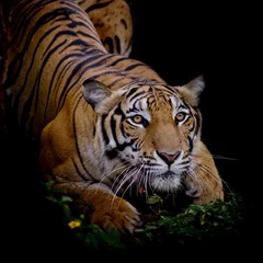 Abwaschbare Fototapete Panther Tiger sucht seine Beute und ist bereit, sie zu fangen
