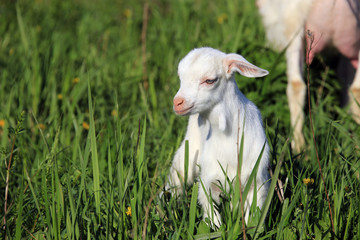 goatling on a meadow