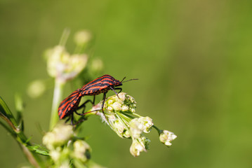 Mating red bugs on flower