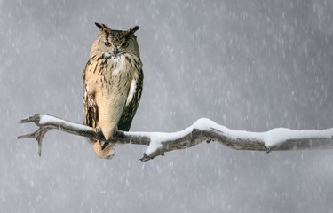 A Eurasian Eagle Owl perched on a branch.