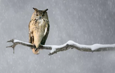Foto auf Leinwand A Eurasian Eagle Owl perched on a branch. © AlekseyKarpenko