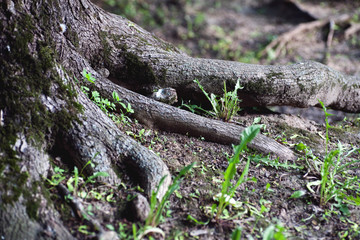 Big roots of big old tree