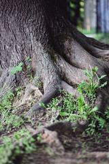 Big roots of big old tree
