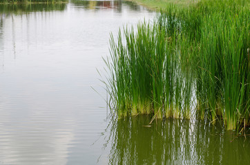 Fototapeta na wymiar Clump of grass inside the lake shore.