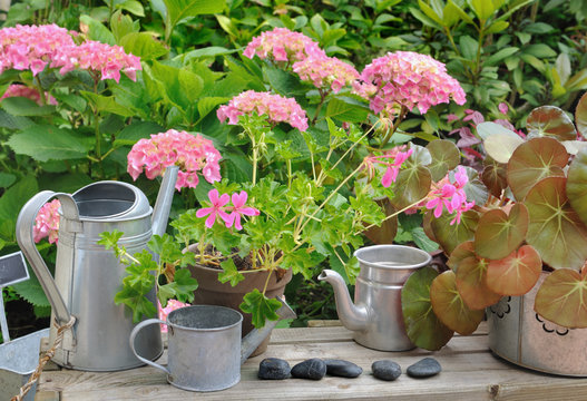 pots de fleurs et arrosoirs métalliques devant hortensia