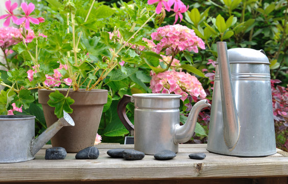arrosoirs métalliques et pots de fleurs devant hortensia