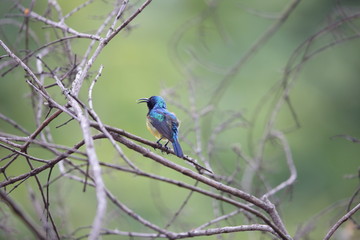 Fototapeta premium Collared sunbird (Hedydipna collaris) in Rwanda