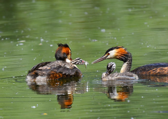 Famiglia di svasso maggiore con pesciolino
