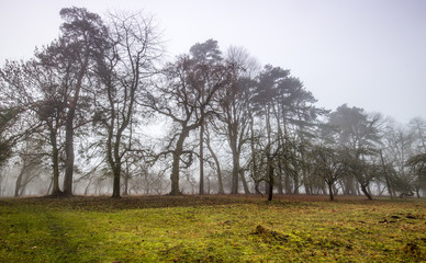 Trail through a mysterious dark old forest in fog. Autumn morning. Magical atmosphere. Fairytale
