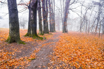 Trail through a mysterious dark old forest in fog. Autumn morning. Magical atmosphere. Fairytale

