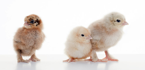 Small fluffy chickens
