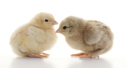 Small fluffy chickens
