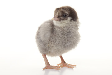 Small fluffy chickens