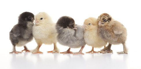 Small fluffy chickens