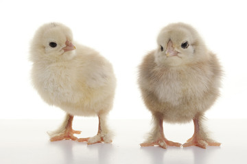 Obraz premium Small fluffy chickens