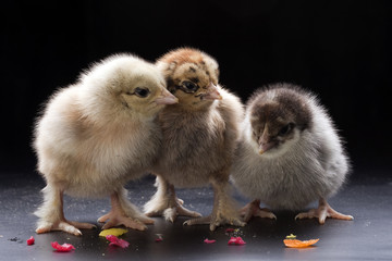 Small fluffy chickens