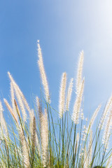 Cogon Grass on blue sky background