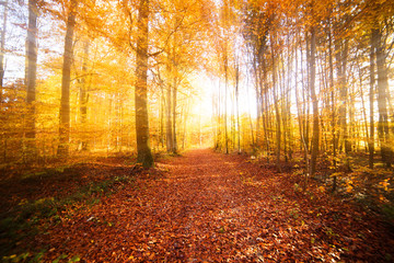 Sonnenbeschienene Laubbäume im Herbst © madejadesign