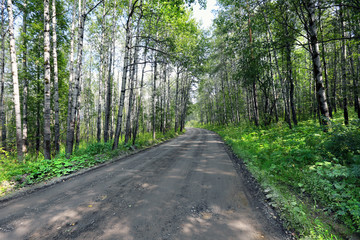 Fototapeta na wymiar dirt road in the woods