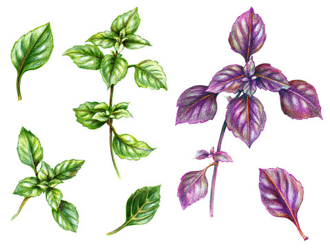 Basil  Set