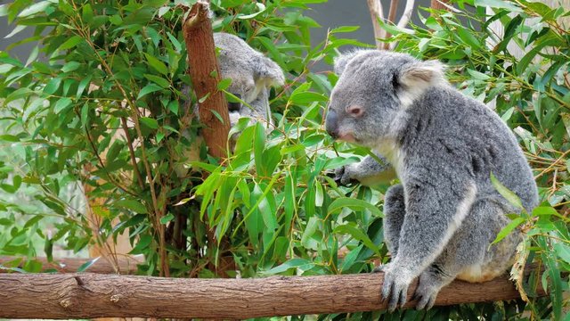 Cute koala bear eating green fresh eucalyptus leaves, Australia