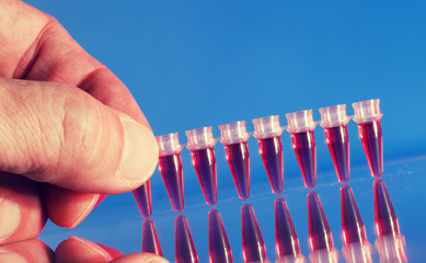 PCR strip test tubes and micropipette in genetics laboratory