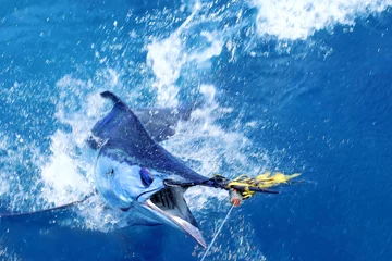 Crédence de cuisine en verre imprimé Pêcher Marlin bleu sur le crochet