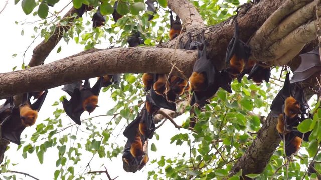 Zoom In to Bat hanging upside down on the tree.Wat Nongsrida , Saraburi ,Thailand