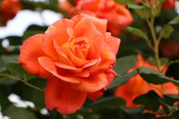 Orangefarbene Rosenblüte in einem Rosengarten