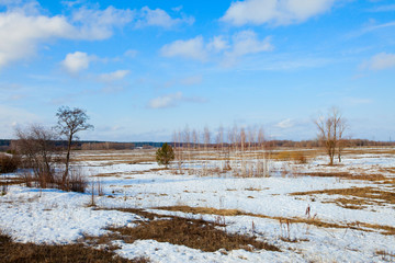 Fototapeta premium in the early spring